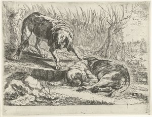 Two Dogs by Joannes Fijt