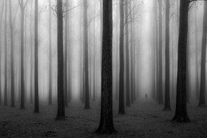 Mysterious Foggy Forest