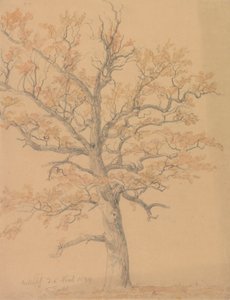 Oak Tree with Autumn Leaves, Milicz by Johan Christian Dahl