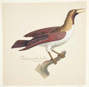 Bird by Johan Christian Ernst Walter