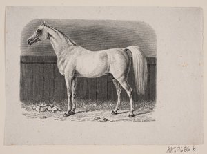 A Horse
