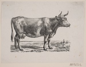 A Cow