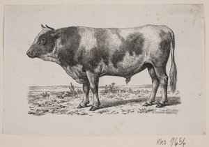 A Bull