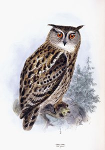 Eagle Owl