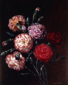Carnations