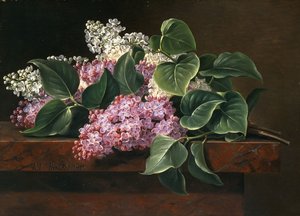 Lilac on a Ledge