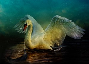 Bird Kingdom 6, 2018