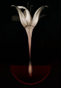 Bleeding lily, 2013