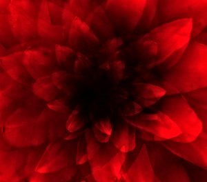 Flower red shade by Johan Lilja
