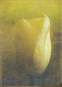 Tulip by Johan Lilja