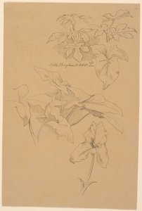 Leaf Studies Including a Calla. Top: Pencil Sketch of a Pediment by Johan Thomas Lundbye