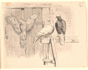 The Doves