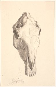 Deer Skull