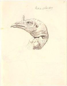 Head of a Dead Turkey Hen by Johan Thomas Lundbye