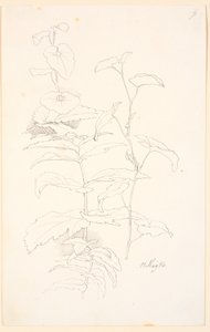 Plant Studies, including Morning Glory by Johan Thomas Lundbye