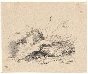 The Common Toad by Johan Thomas Lundbye