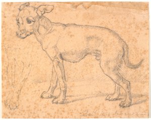 Standing Dog