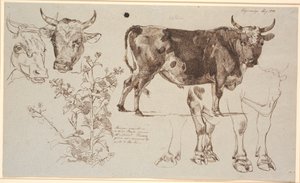 Study Sheet from Vognserup. Left: Two Cow Heads, Below a Dock Leaf. From the Middle to the Right: A Standing Bull, Below Studies of Its Legs by Johan Thomas Lundbye