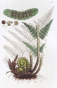 Male Fern Dryopteris filix-mas by Johan Wilhelm Palmstruch