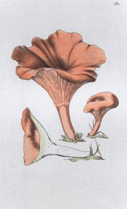Merulius cantharellus by Johan Wilhelm Palmstruch