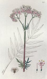 Valerian Valeriana officinalis by Johan Wilhelm Palmstruch