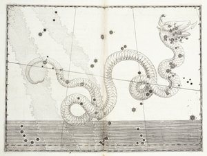 Constellation of Serpens Caput and Serpens Cauda by Johann Bayer