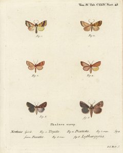Barred sallow, Tileacea aurago, and clay moth, Mythimna ferrago. Handcoloured copperplate engraving by Johann Carl Bock after Eugenius Johann Christoph Esper’s Die Schmetterlinge in Abbildungen nach der Natur, Erlangen by Johann Carl Bock