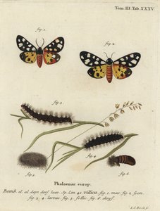 Cream-spot tiger moth, Epicallia villica by Johann Carl Bock