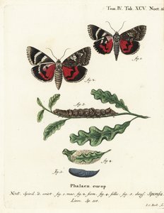 Dark crimson underwing, Catocala sponsa. Handcoloured copperplate engraving by Johann Carl Bock after Eugenius Johann Christoph Esper’s Die Schmetterlinge in Abbildungen nach der Natur, Erlangen by Johann Carl Bock