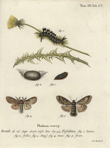 Dark Tussock, Dicallomera Fascelina by Johann Carl Bock