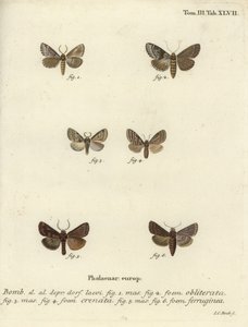Dingy shell, dusky marbled brown and brown rustic by Johann Carl Bock