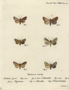 Flounced chestnut, Agrochola helvola, dotted chestnut, Conistra rubiginea, brown-line bright-eye, Mythimna conigera, and treble lines, Charanyca trigrammica. Handcoloured copperplate engraving by Johann Carl Bock after Eugenius Johann Christoph Esper by Johann Carl Bock
