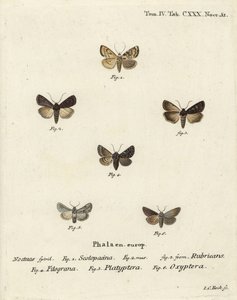 Garden dart, Euxoa nigricans, Hadena filograna, antirrhinum brocade, Calophasia platyptera, Simyra nervosa. Handcoloured copperplate engraving by Johann Carl Bock after Eugenius Johann Christoph Esper’s Die Schmetterlinge in Abbildungen nach der Natur by Johann Carl Bock