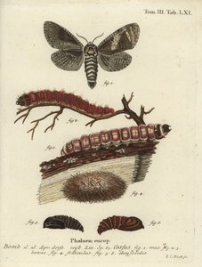 Goatmoth, Cossus Cossus by Johann Carl Bock