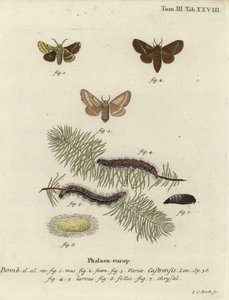 Ground lackey moth, Malacosoma castrense