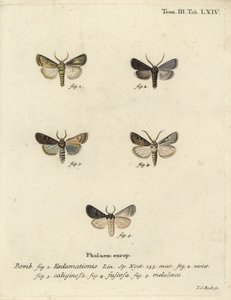 Heart and dart moth, turnip moth and silver cloud by Johann Carl Bock
