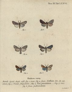 Hebrew character, black-spot chestnut, small quaker moth, etc. by Johann Carl Bock