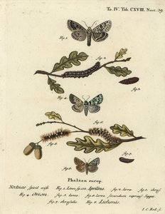 Merveille du jour, Dichonia aprilina 1-4, scarce merveille du jour, Moma alpium 5-7, and marbled green, Cryphia muralis 8. Handcoloured copperplate engraving by Johann Carl Bock after Eugenius Johann Christoph Esper’s Die Schmetterlinge in Abbildungen nach by Johann Carl Bock