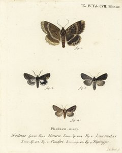 Old Lady or Black Underwing, Eastern Alchymist, and Dypterygia Scabriuscula. Handcoloured Copperplate Engraving by Johann Carl Bock by Johann Carl Bock