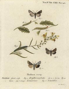 Red-headed chestnut, Conistra erythrocephala 1-4, toadflax brocade, Calophasia lunula 5 and grey shoulder knot, Lithophane ornitopus 6. Handcoloured copperplate engraving by Johann Carl Bock after Eugenius Johann Christoph Esper’s Die Schmetterlinge in Abb by Johann Carl Bock