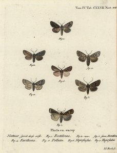 Saxon Moth, Shears Moth, Marsh Dagger, Brown-Spot Pinion, White-Line Dart, Opigena Polygona. Handcoloured Copperplate Engraving by Johann Carl Bock by Johann Carl Bock