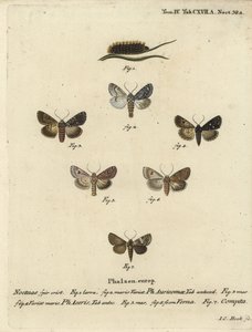 Scarce Dagger, Acronicta Auricoma, Sycamore Moth, Acronicta Aceris, Nutmeg Moth, Hadula Trifolii, and Varied Coronet, Hadena Compta. Handcoloured Copperplate Engraving by Johann Carl Bock after Eugenius Johann Christoph Esper’s Die Schmetterlinge in Abbild