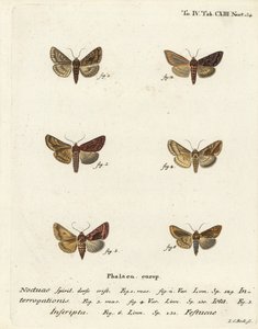 Scarce Silver Y, Plain Golden Y, and Gold Spot (Illustration from Die Schmetterlinge) by Johann Carl Bock