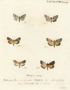 Spotted Clover, Guernsey Underwing, and Straw Underwing (Illustration from Die Schmetterlinge) by Johann Carl Bock