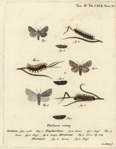 Sweet Gale Moth, Acronicta Euphorbiae, Scarce Dagger, Acronicta Auricoma, and Knot Grass Moth, Acronicta Rumicis. Handcoloured Copperplate Engraving by Johann Carl Bock after Eugenius Johann Christoph Esper’s Die Schmetterlinge in Abbildungen by Johann Carl Bock
