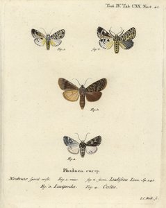 Trichosea ludifica 1,2, southern rustic, Rhyacia lucipeta 3, and Lamprosticta culta 4. Handcoloured copperplate engraving by Johann Carl Bock after Eugenius Johann Christoph Esper’s Die Schmetterlinge in Abbildungen nach der Natur, Erlangen by Johann Carl Bock