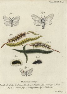 White Satin and White Prominent Moths by Johann Carl Bock