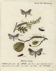 Wormwood Moth, Alder Moth, and Cucullia Tanaceti. Handcoloured Copperplate Engraving by Johann Carl Bock after Eugenius Johann Christoph Esper’s Die Schmetterlinge in Abbildungen nach der Natur, Erlangen by Johann Carl Bock