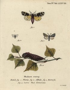 Yellow Tiger Moth, White Ermine Larva, etc.
