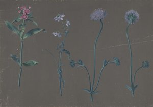 Study of Three Flowers